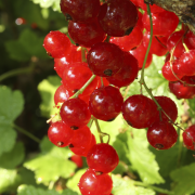Aardbeienkwark met rood fruit recept