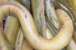 Gebakken paling met groene kruidensaus recept