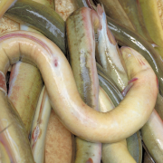 Gemarineerde paling met rozemarijn recept