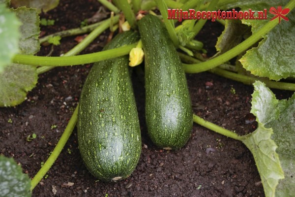 Courgette met Oestersaus